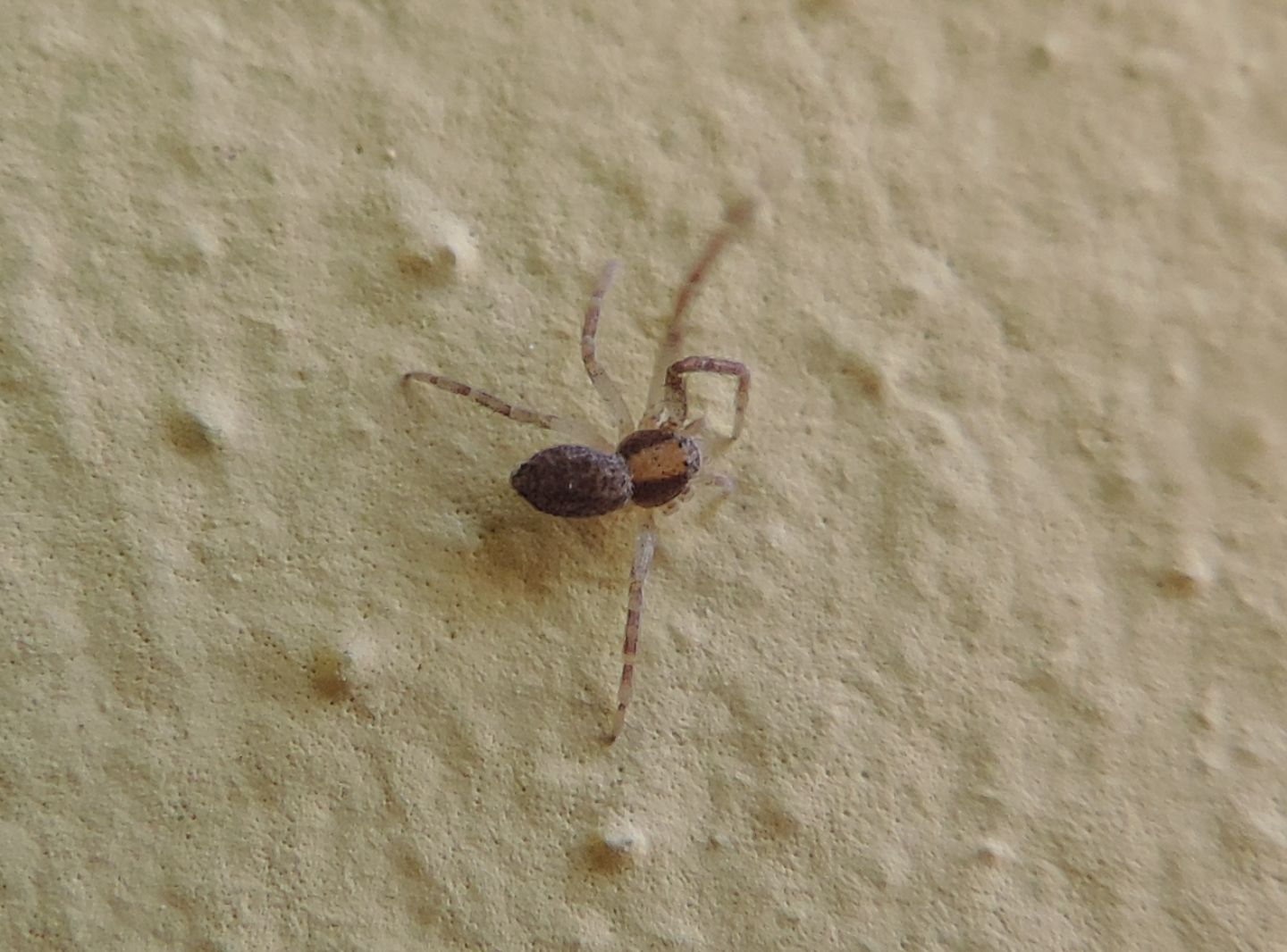 Philodromus sp.?  S - Rodello (CN)