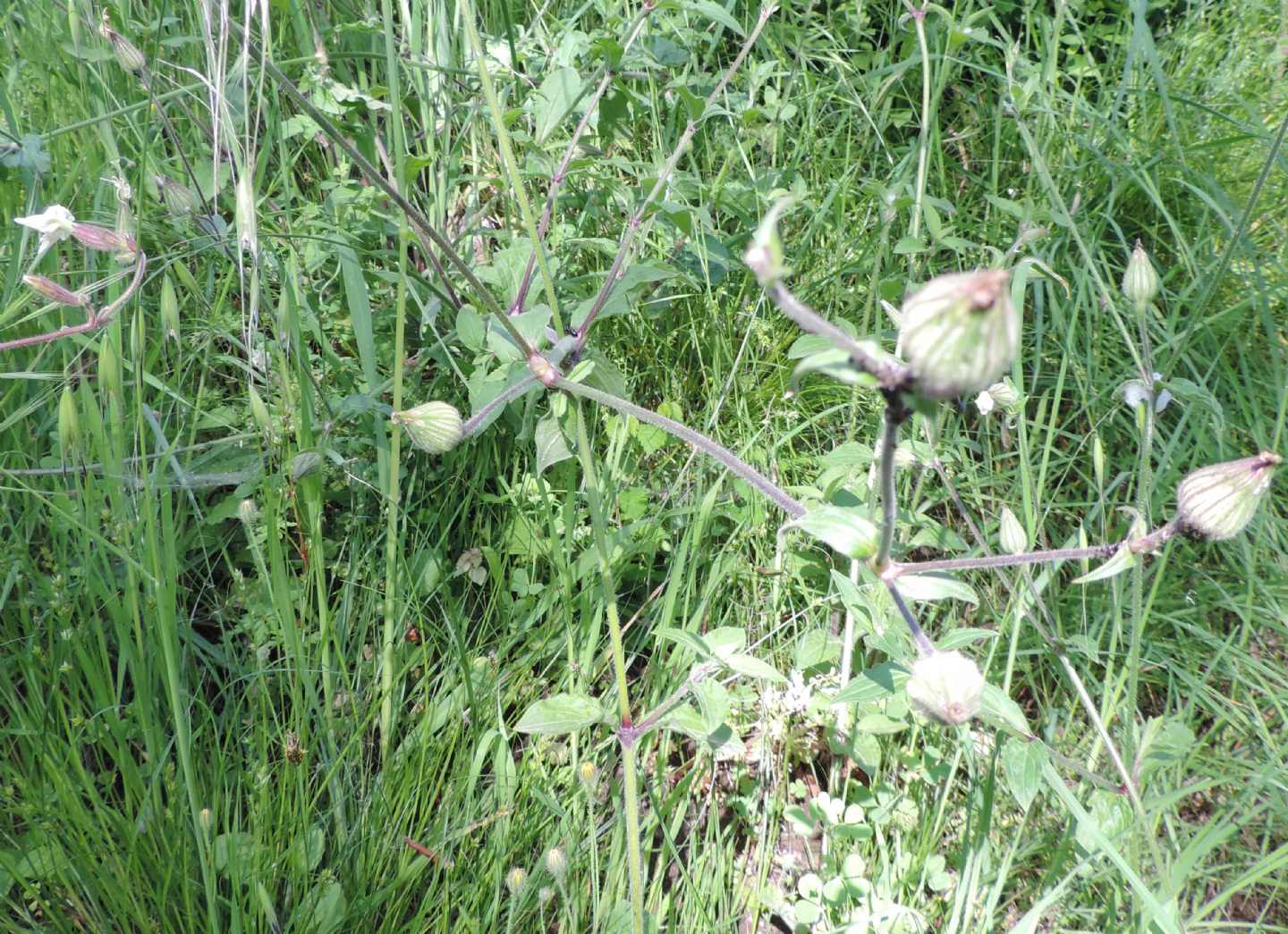 Silene latifolia (Caryophyllaceae)