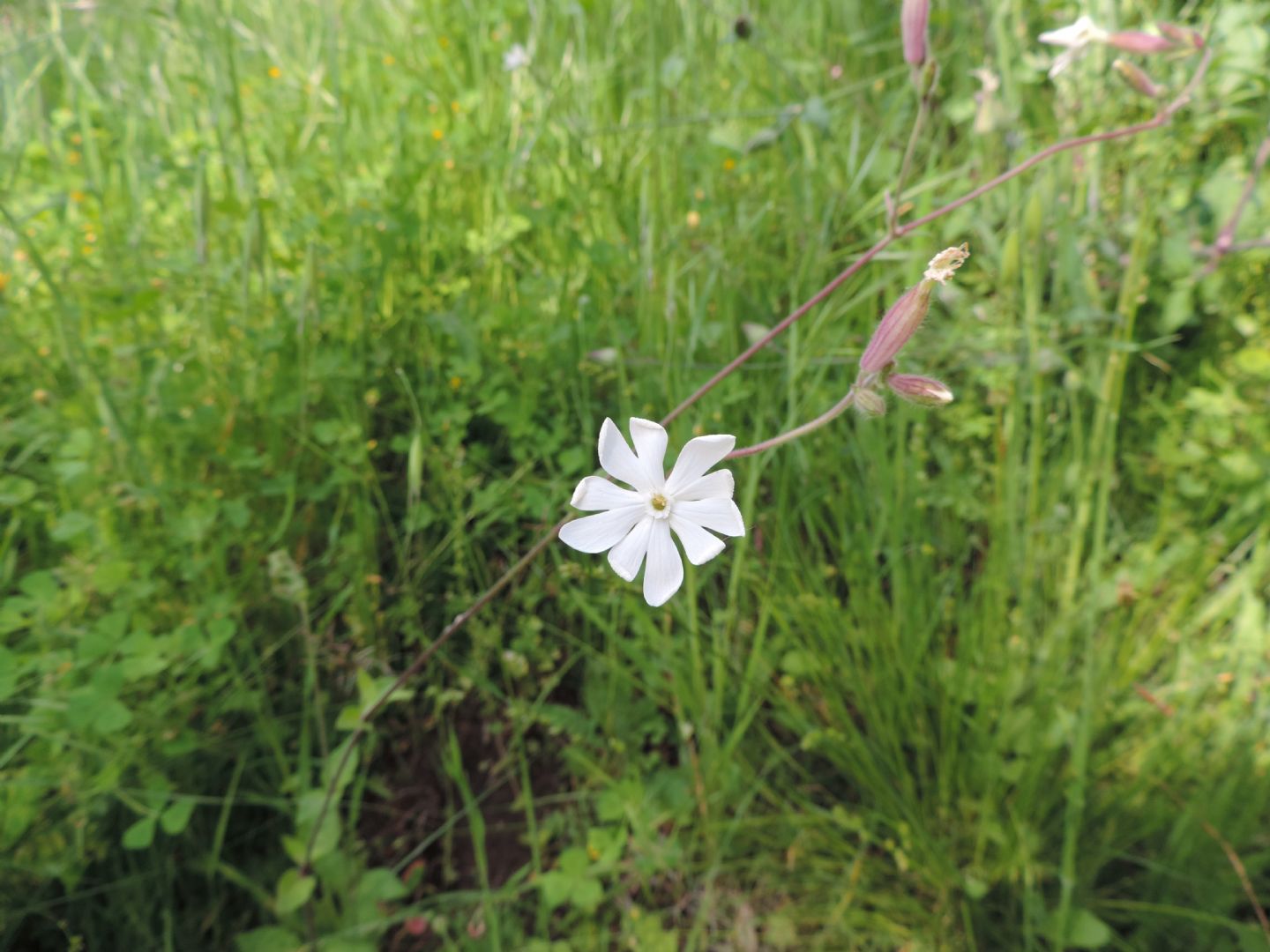 Silene latifolia (Caryophyllaceae)