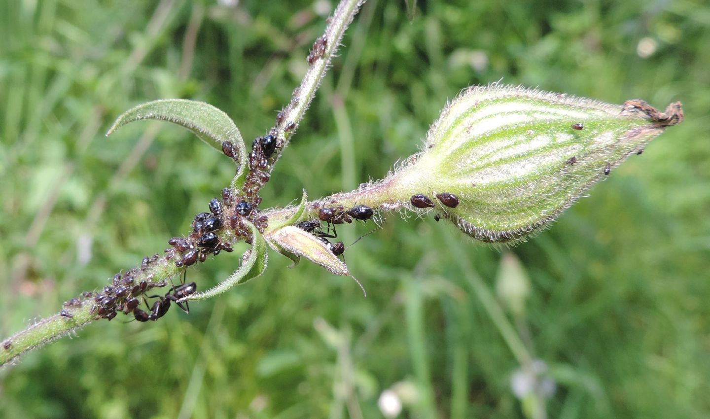 Silene latifolia (Caryophyllaceae)