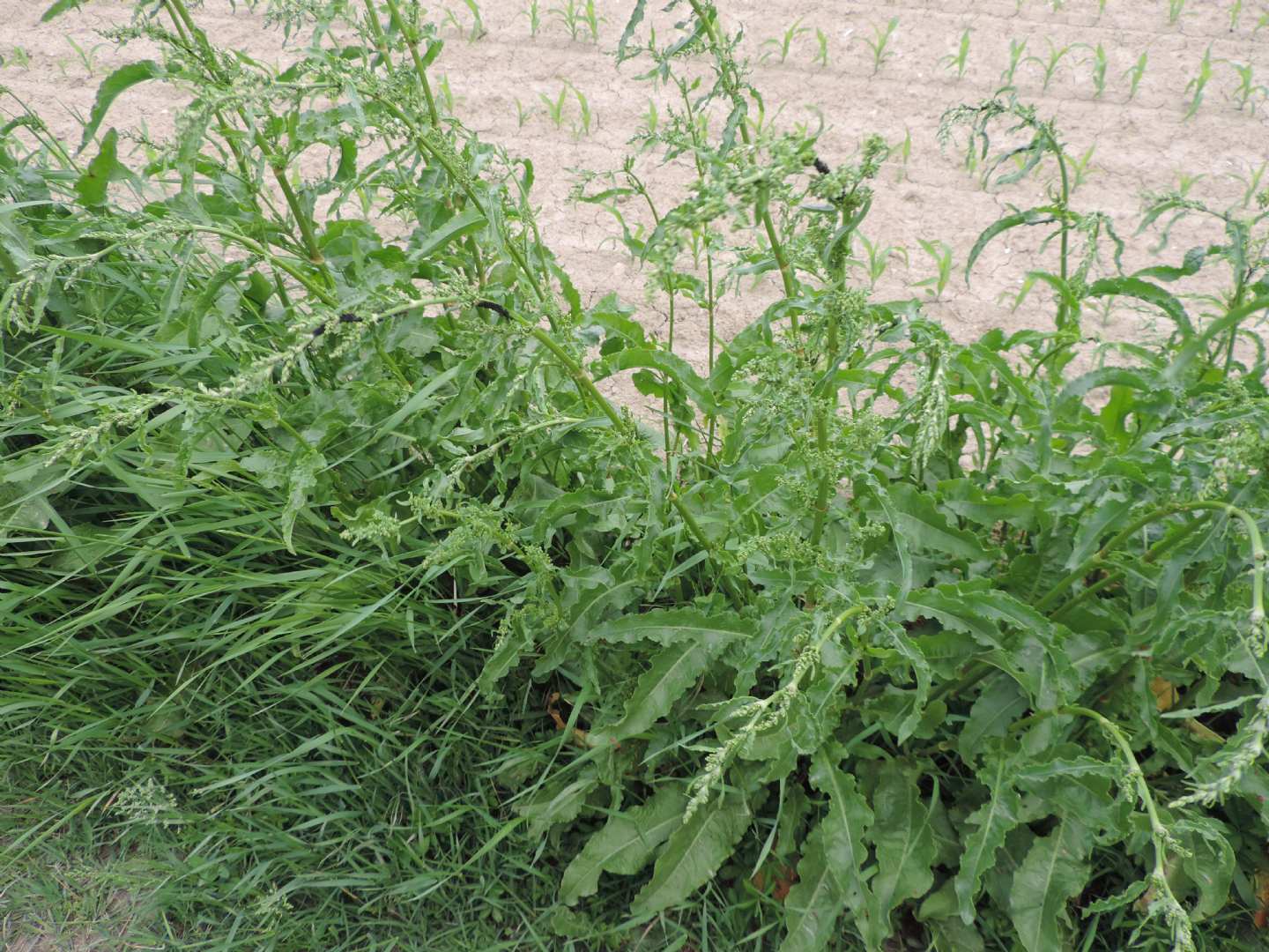 Rumex cfr. crispus (Polygonaceae)