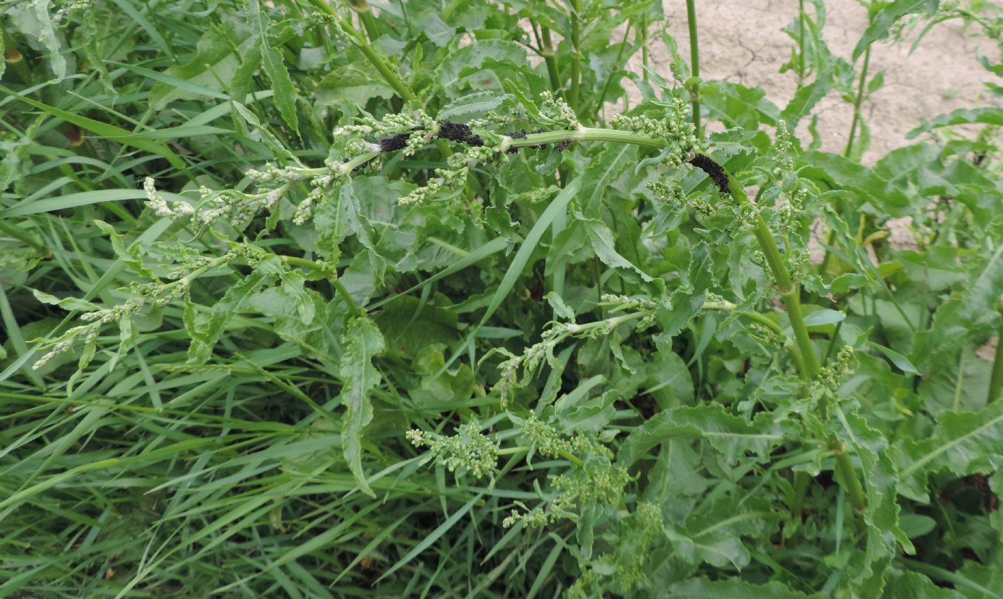 Rumex cfr. crispus (Polygonaceae)