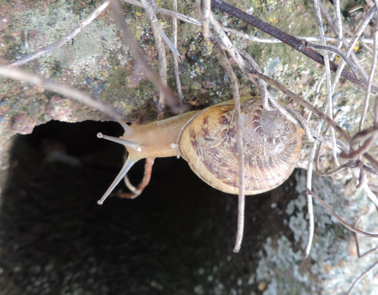 ancora un Helicidae da Linosa