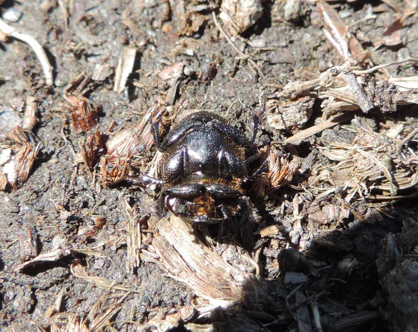 Scarabaeidae: Onthophagus fracticornis? S, maschio.