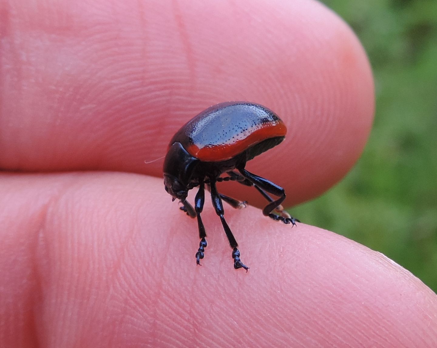 Chrysomelidae: Chrysolina rossia? S.