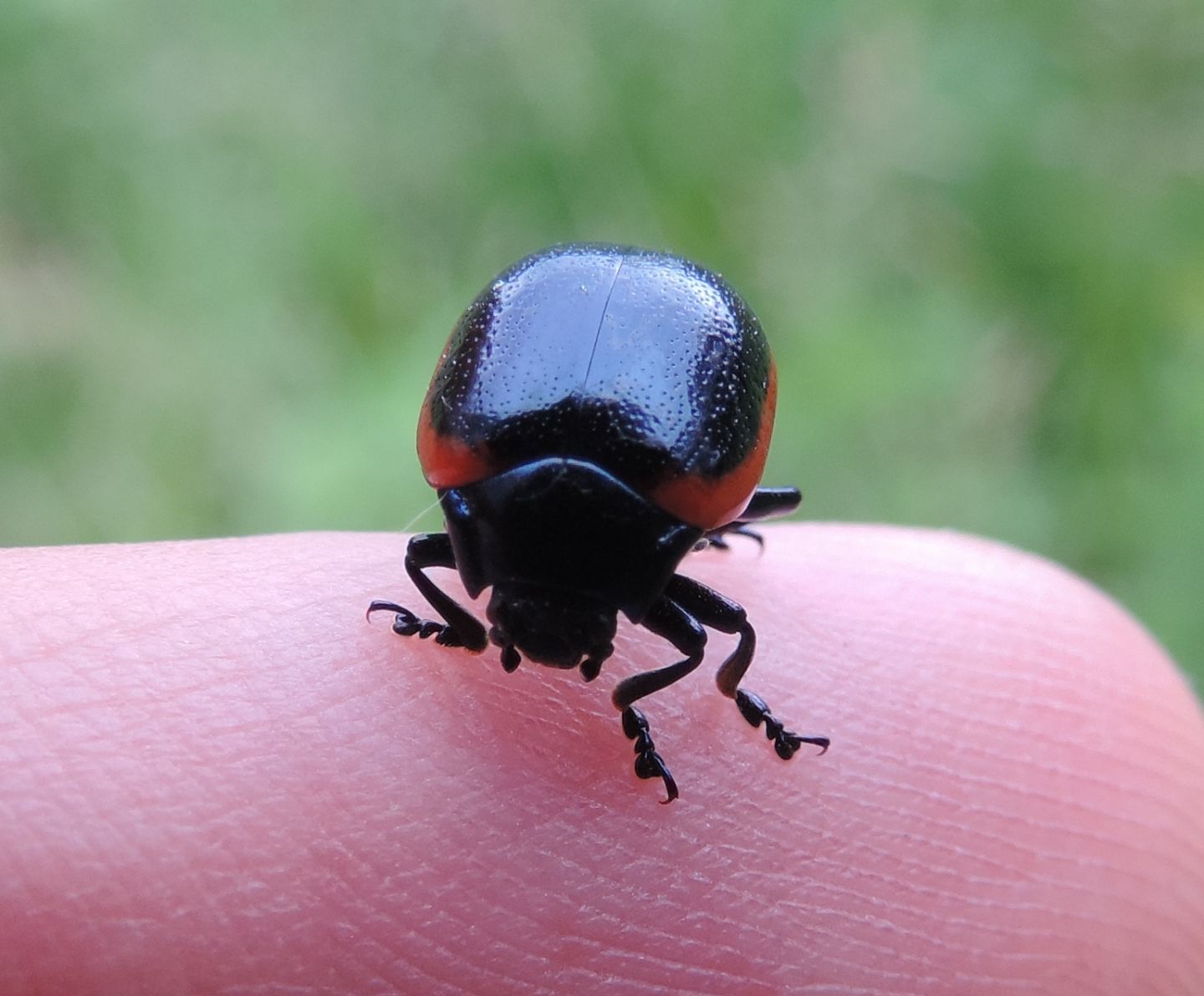 Chrysomelidae: Chrysolina rossia? S.