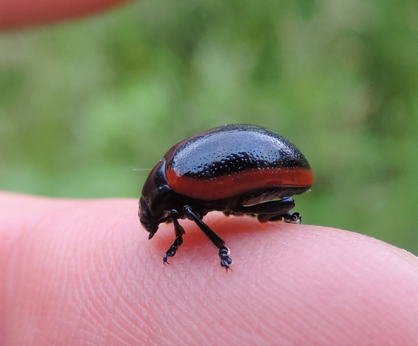 Chrysomelidae: Chrysolina rossia? S.