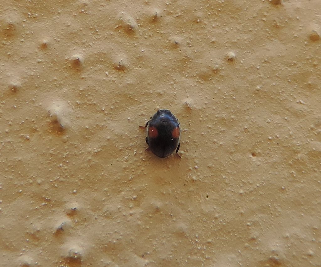 Coccinellidae: Scymnus frontalis? Scymnus sp.