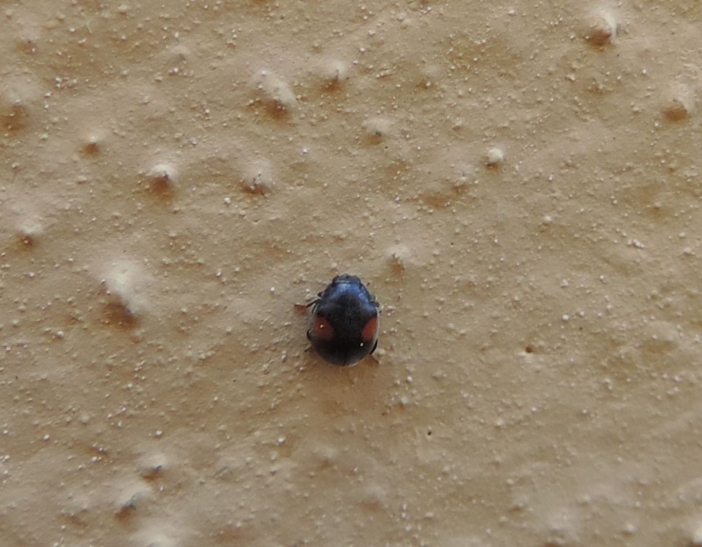 Coccinellidae: Scymnus frontalis? Scymnus sp.