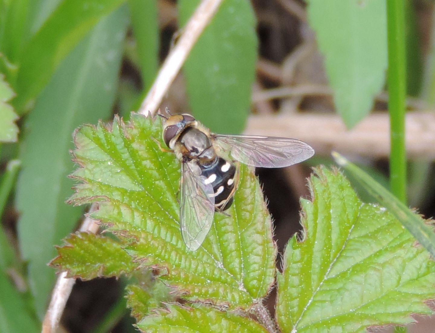 Scaeva pyrastri?