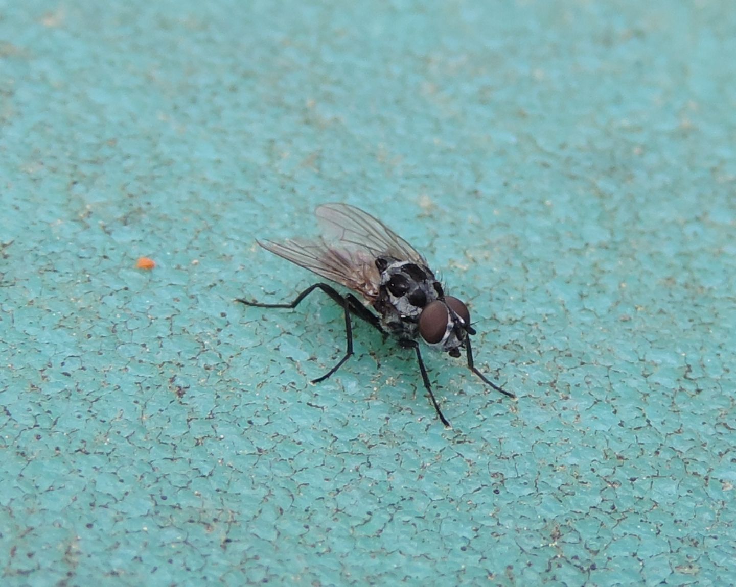 Anthomyia procellaris? ...Anthomyia sp., maschio