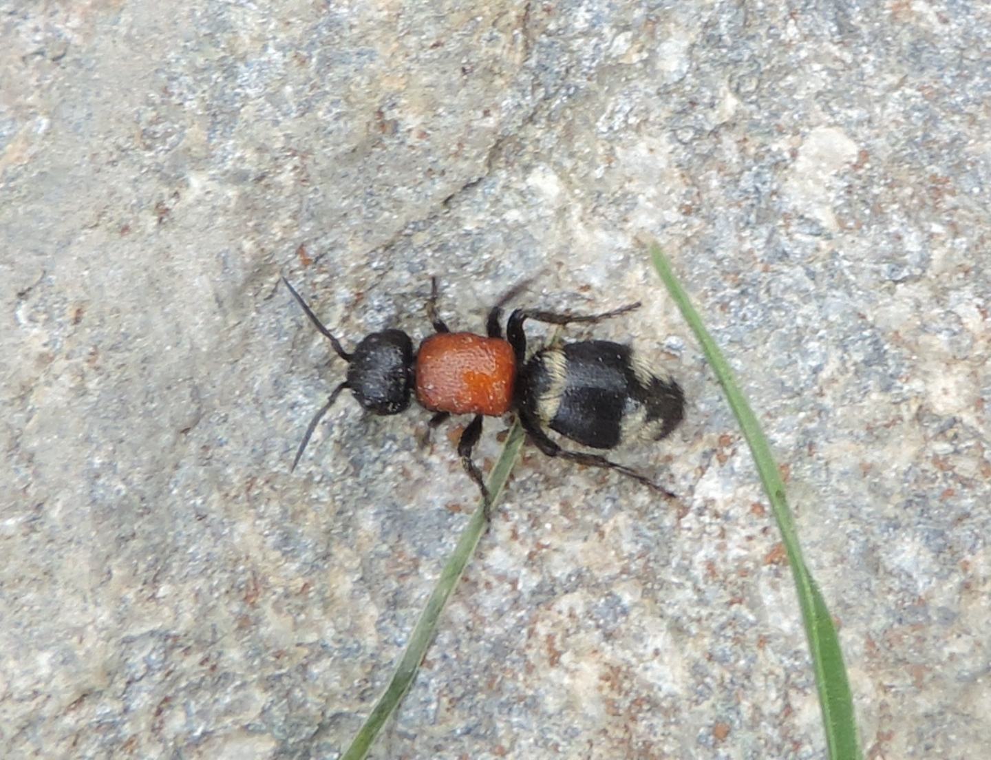 Mutilla europaea (Mutillidae) ?   S !