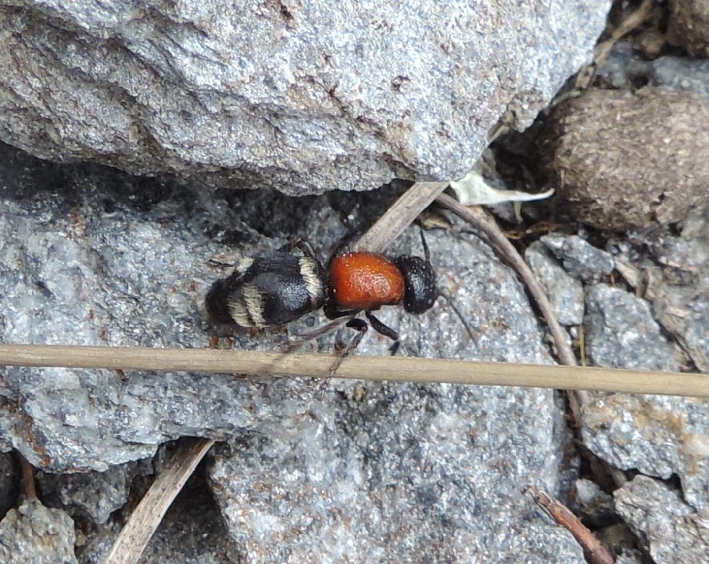 Mutilla europaea (Mutillidae) ?   S !