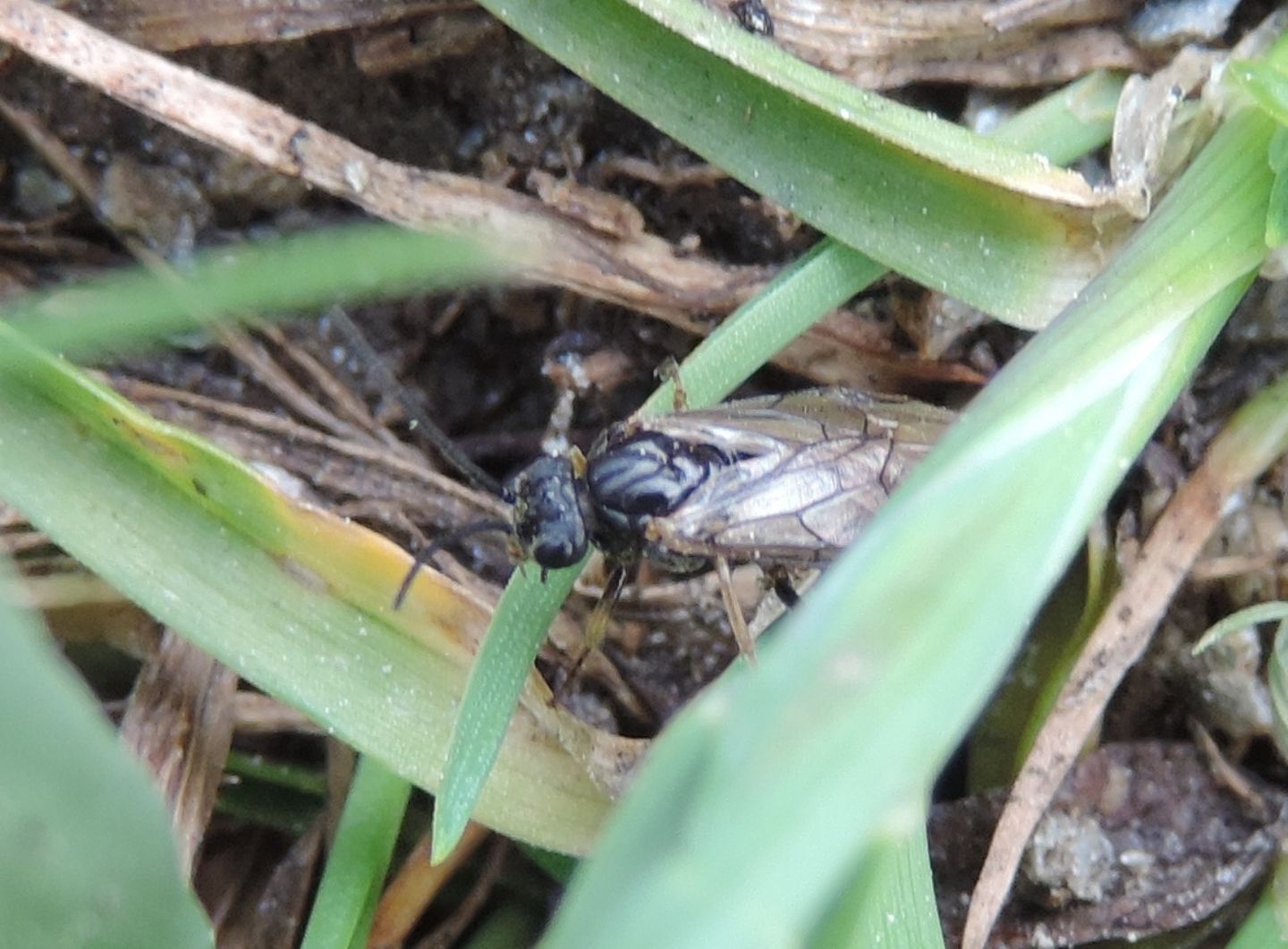 Tenthredinidae da identificare: subfam. Nematinae