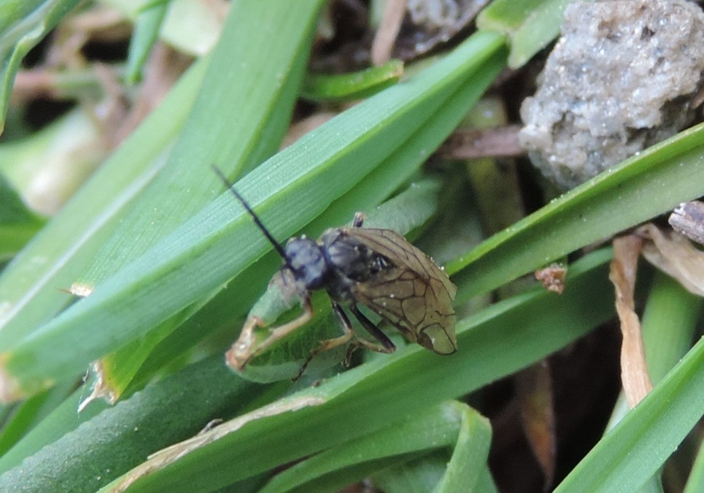 Tenthredinidae da identificare: subfam. Nematinae