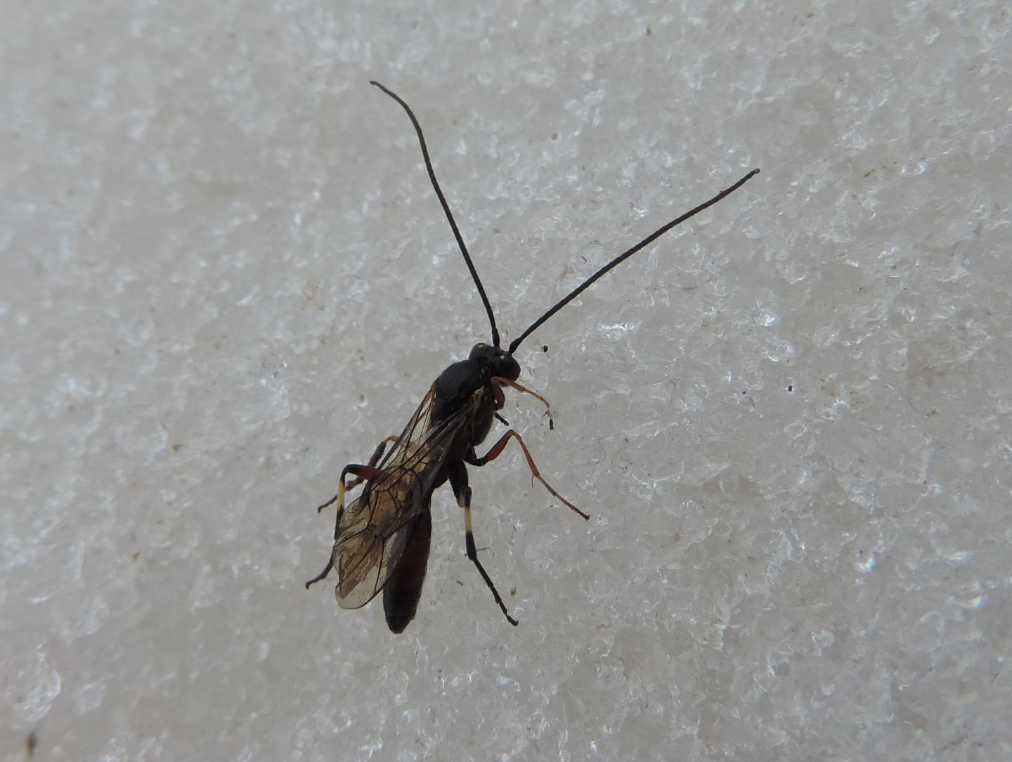 Ichneumonidae?