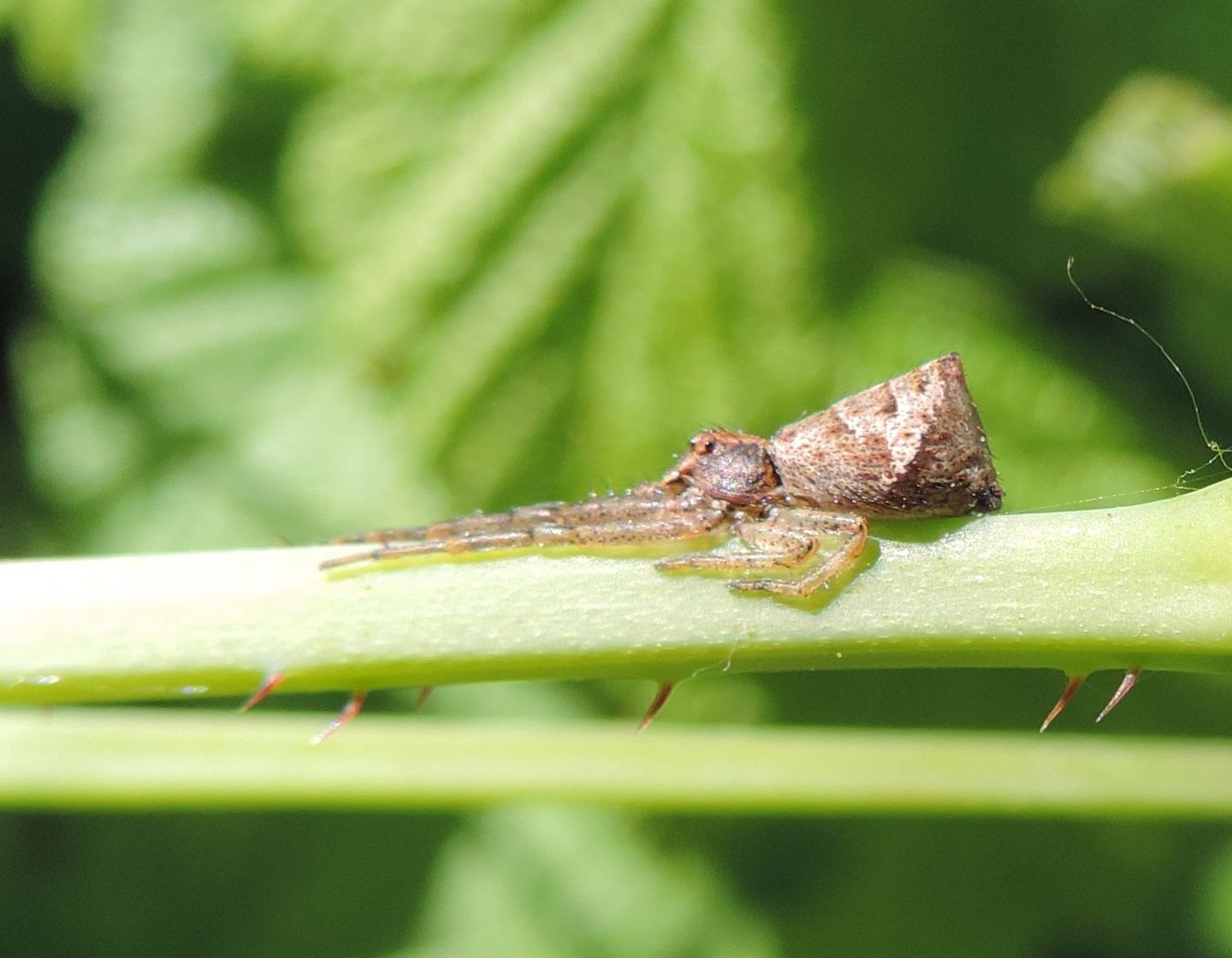 Tmarus sp.? S  - Venaria Reale (TO)