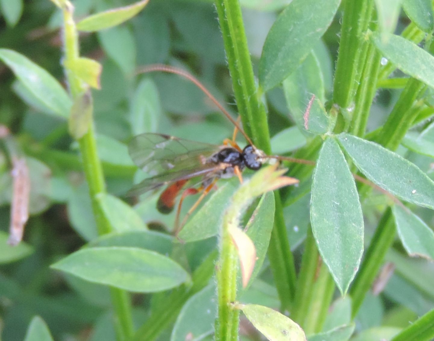 Ichenumonidae da identificare