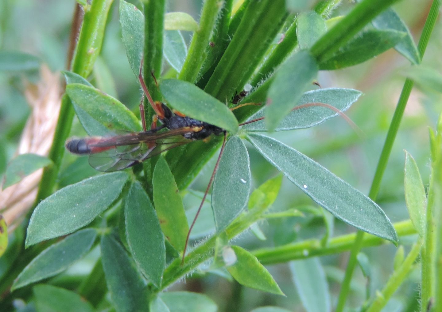 Ichenumonidae da identificare