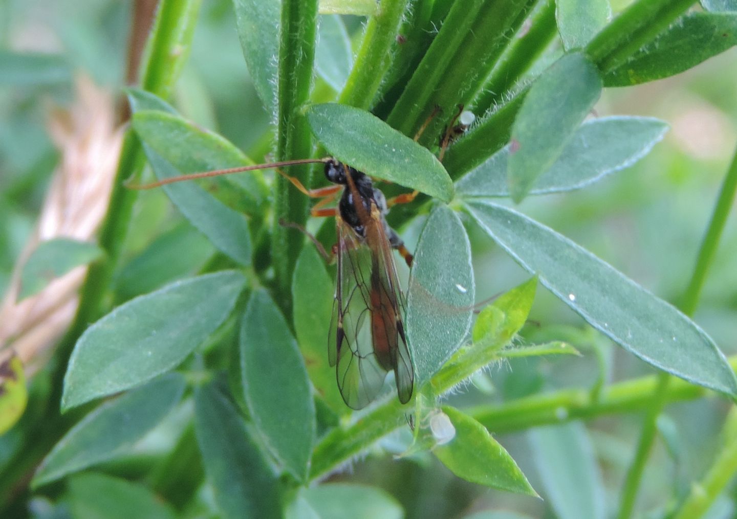 Ichenumonidae da identificare