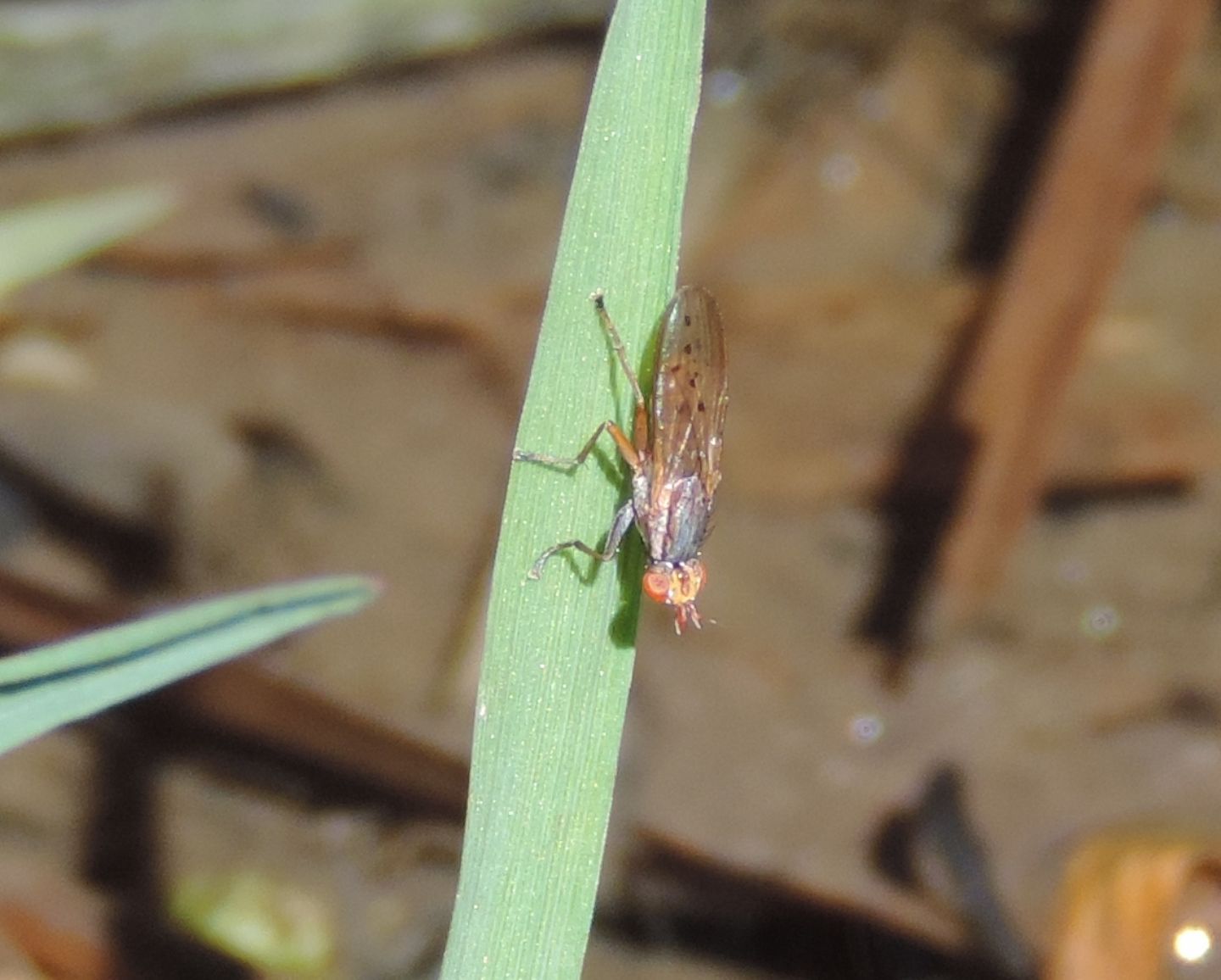 Sciomyzidae: Hydromyia dorsalis?  S