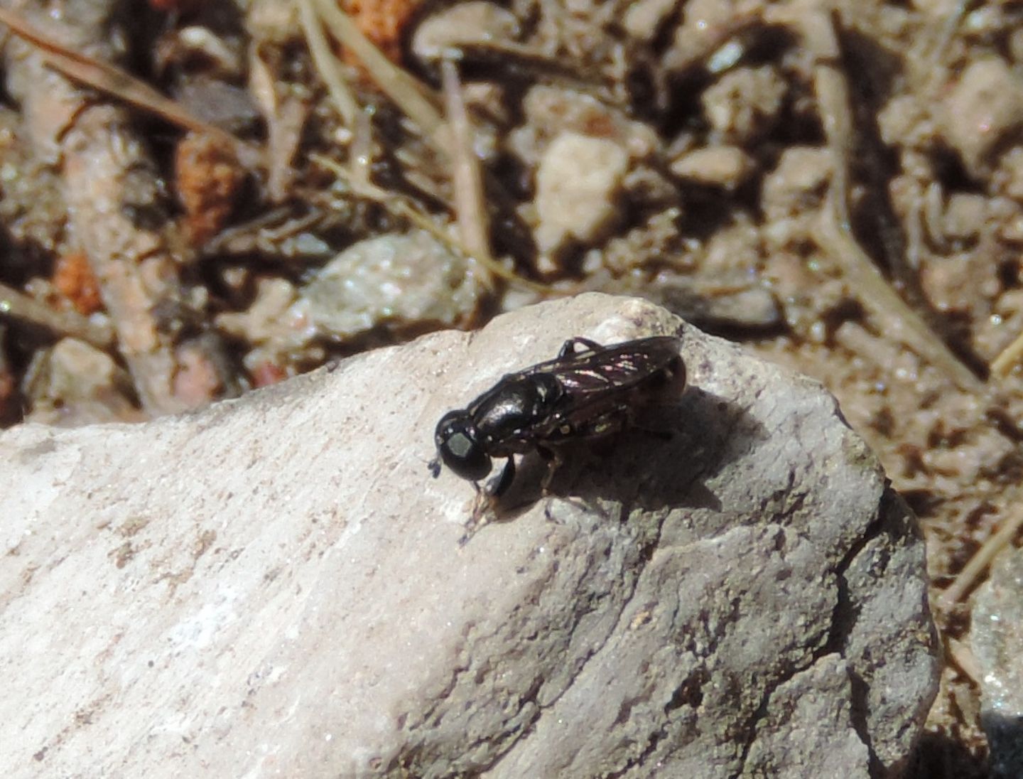 Stratiomyidae?  No, Syrphidae: Eumerus sp.