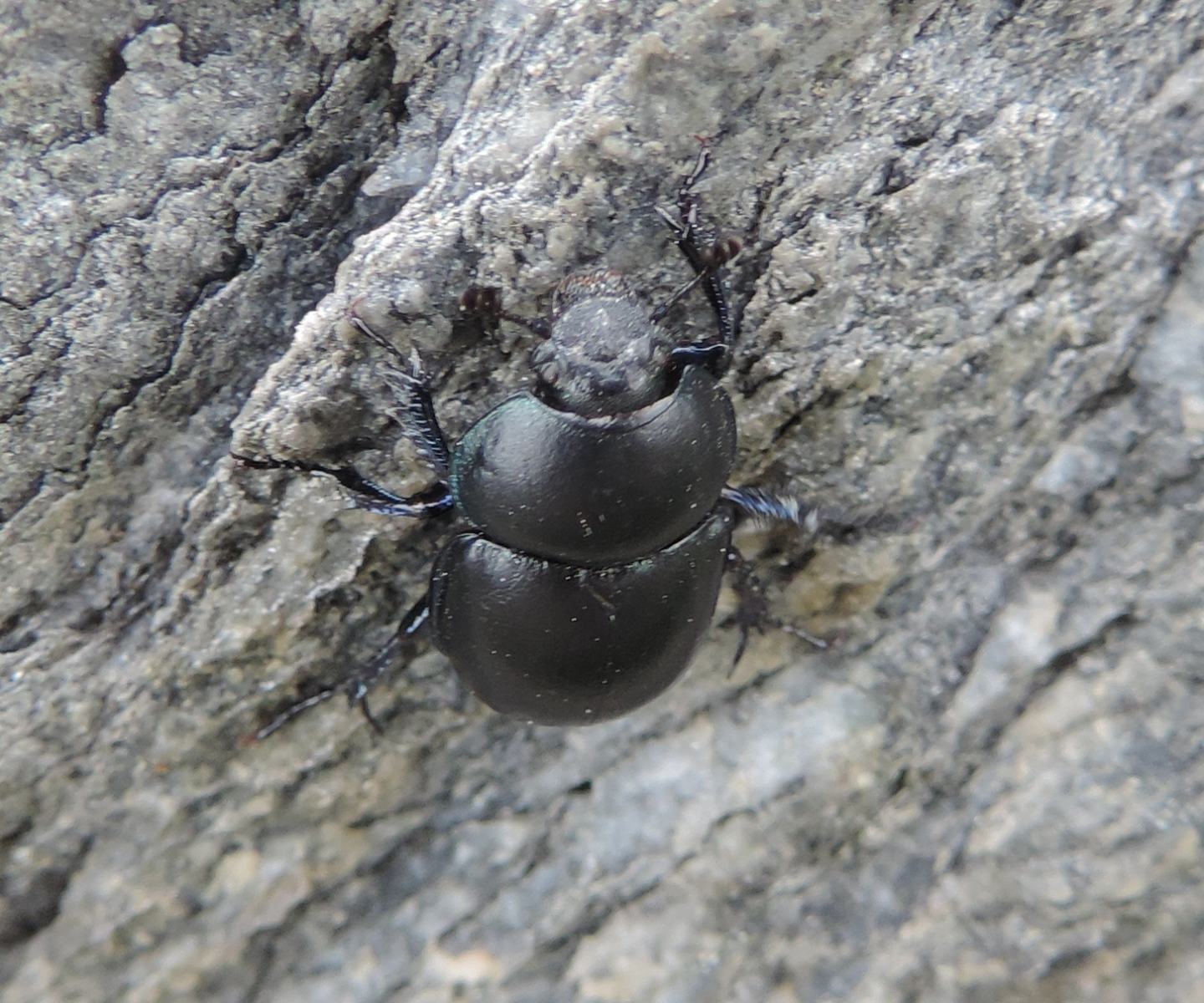 Geotrupidae: Trypocopris alpinus? Sembra lui.