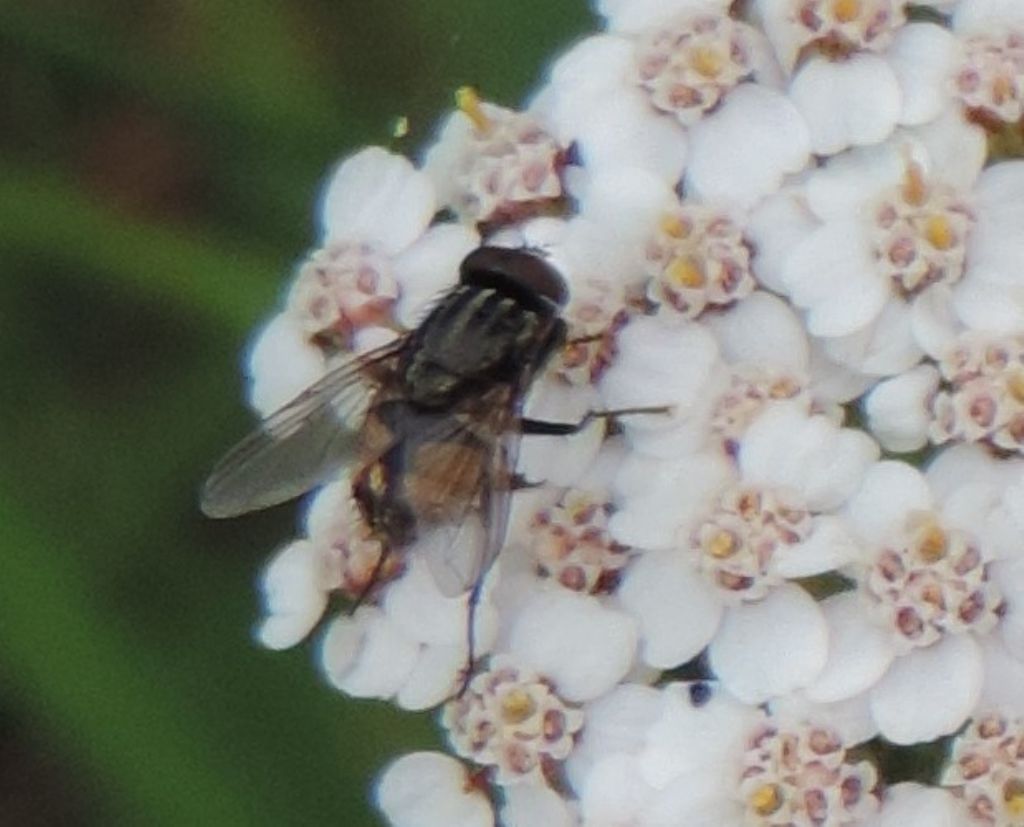 Musca autumnalis?  S