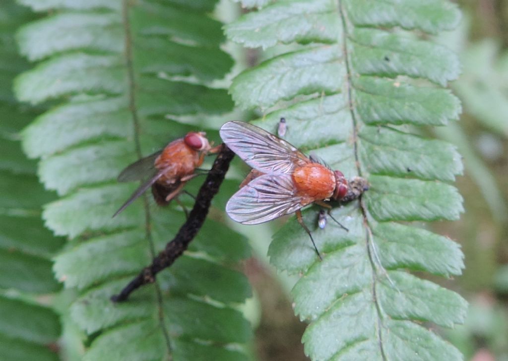 Sapromyza?  No, Muscidae (?)