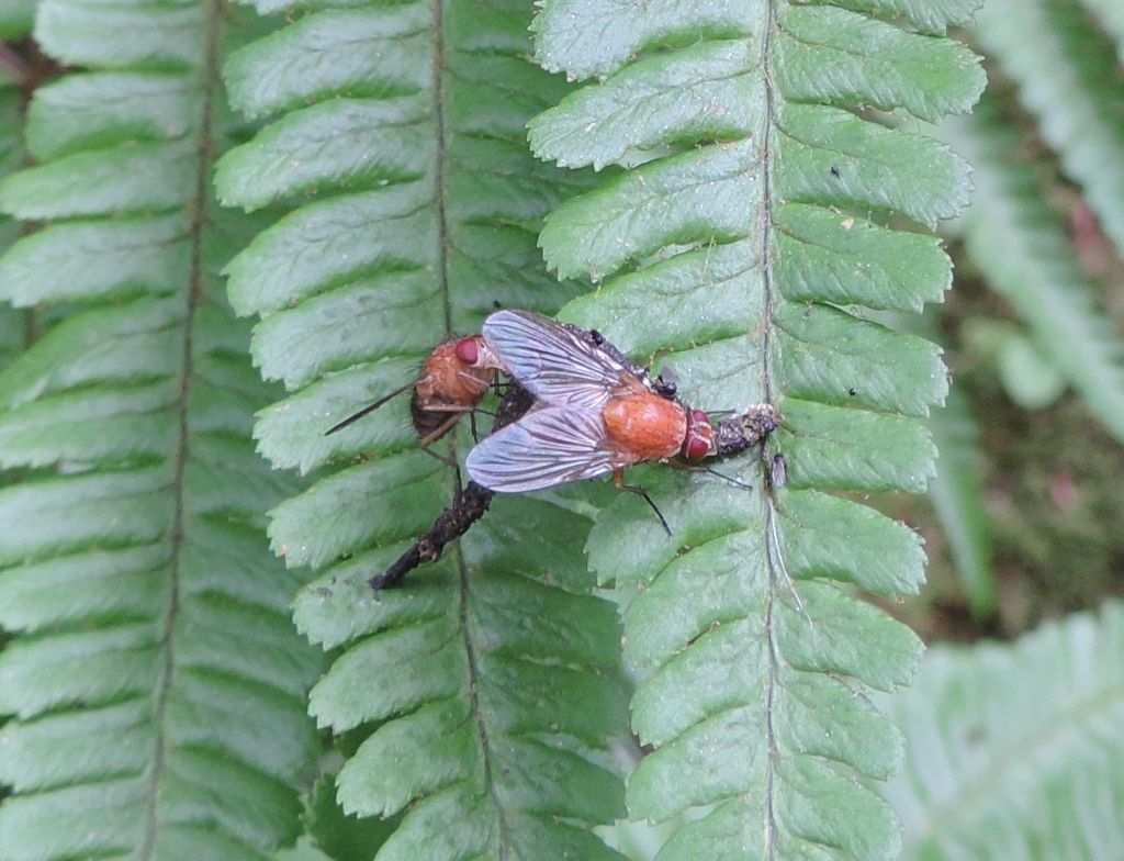 Sapromyza?  No, Muscidae (?)