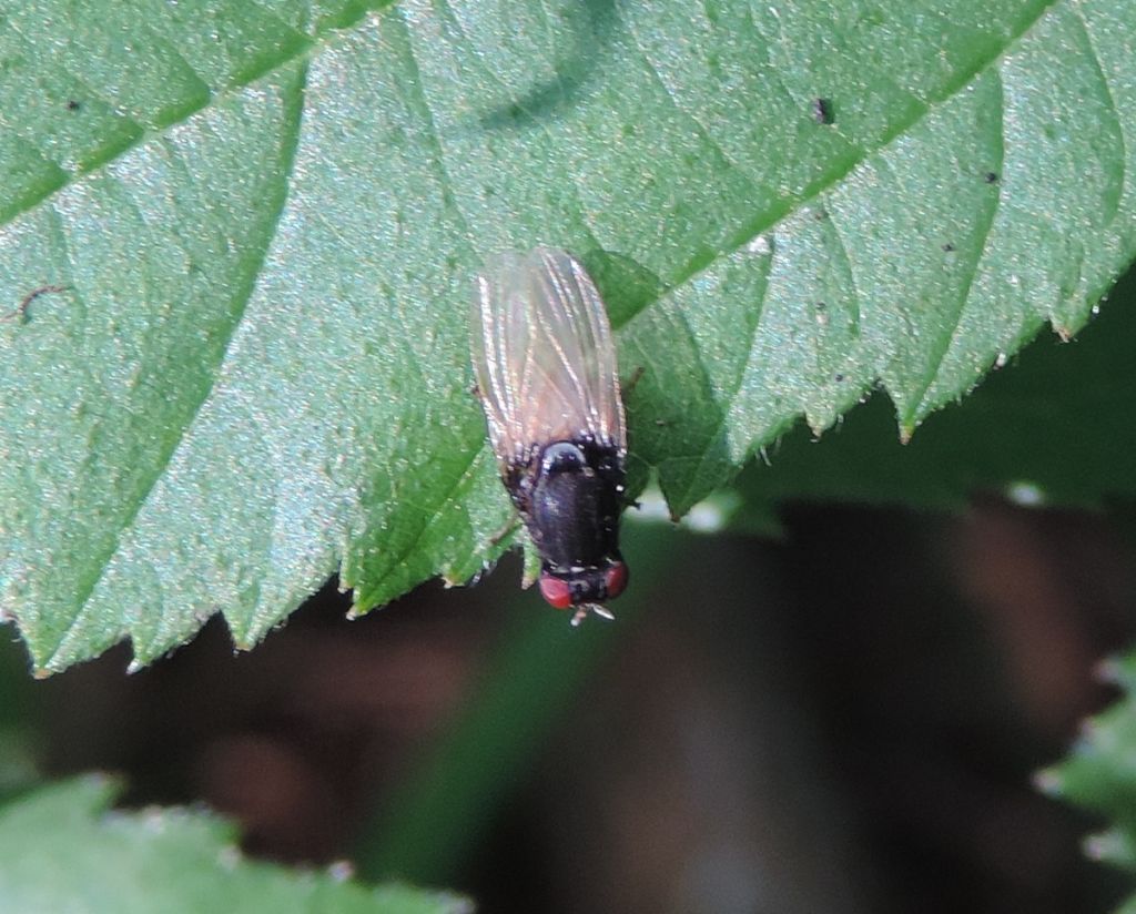 Minettia longipennis?  Minettia cfr. longipennis