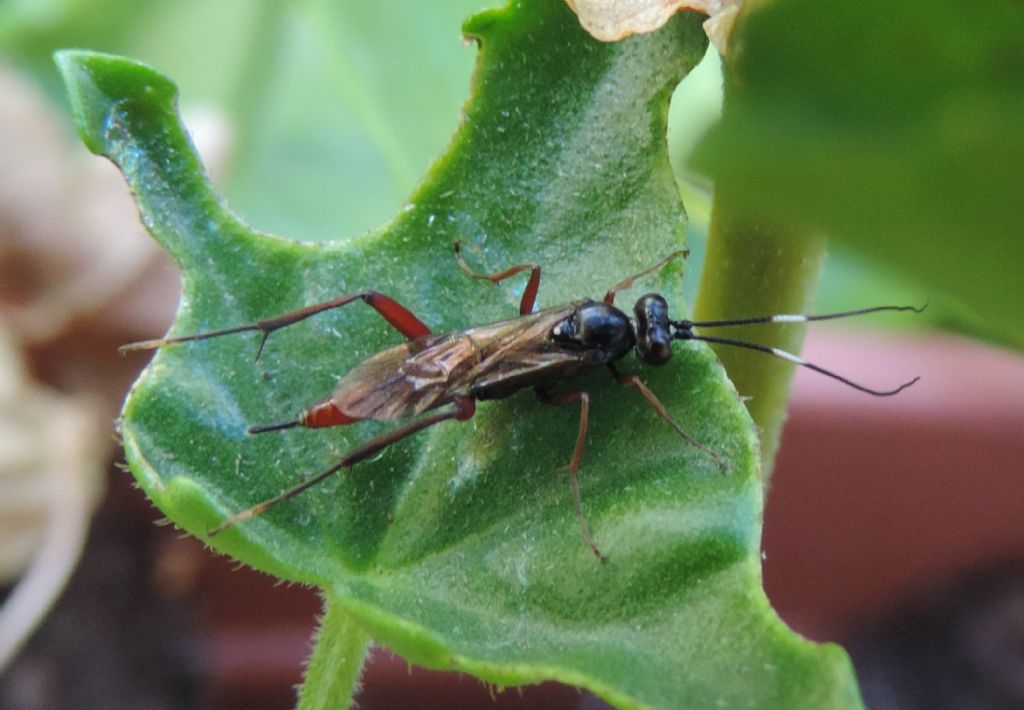 Ichneumonidae: Hoplismenus bispinatorius? No, cfr. Exetastes sp. (Banchinae)