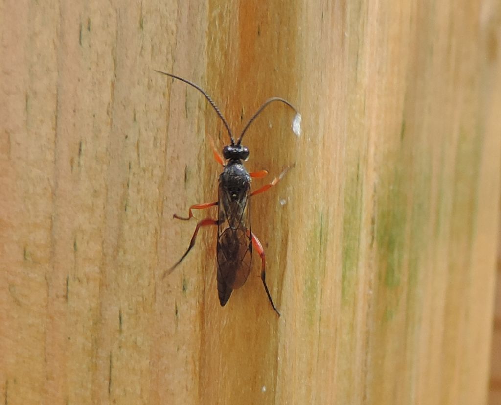 Pimpla rufipes?  No, Ichneumonidae Ichneumoninae sp.