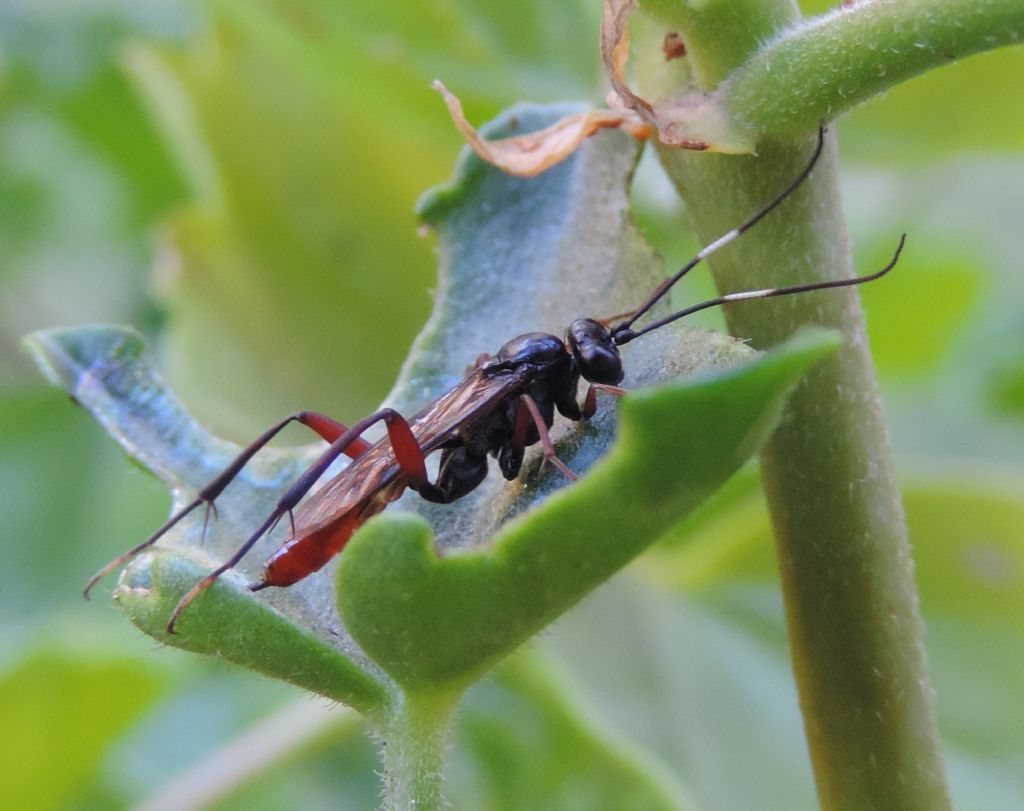 Ichneumonidae: Hoplismenus bispinatorius? No, cfr. Exetastes sp. (Banchinae)