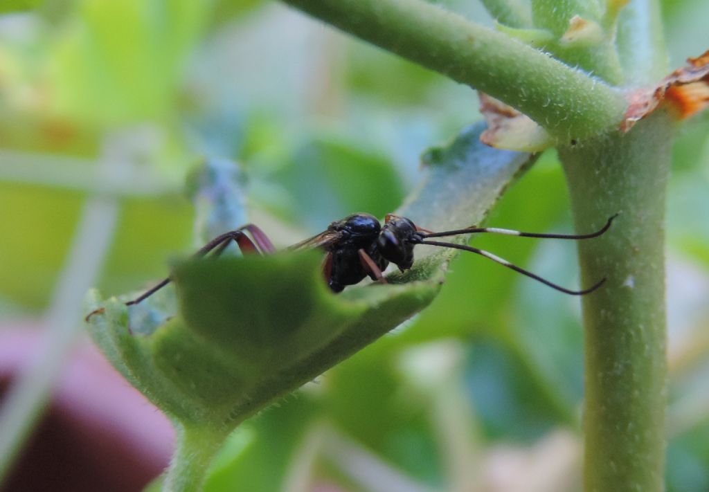 Ichneumonidae: Hoplismenus bispinatorius? No, cfr. Exetastes sp. (Banchinae)