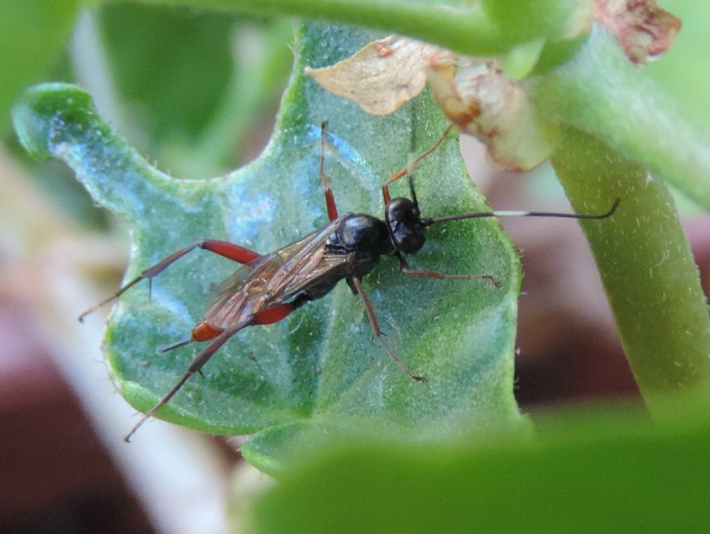 Ichneumonidae: Hoplismenus bispinatorius? No, cfr. Exetastes sp. (Banchinae)