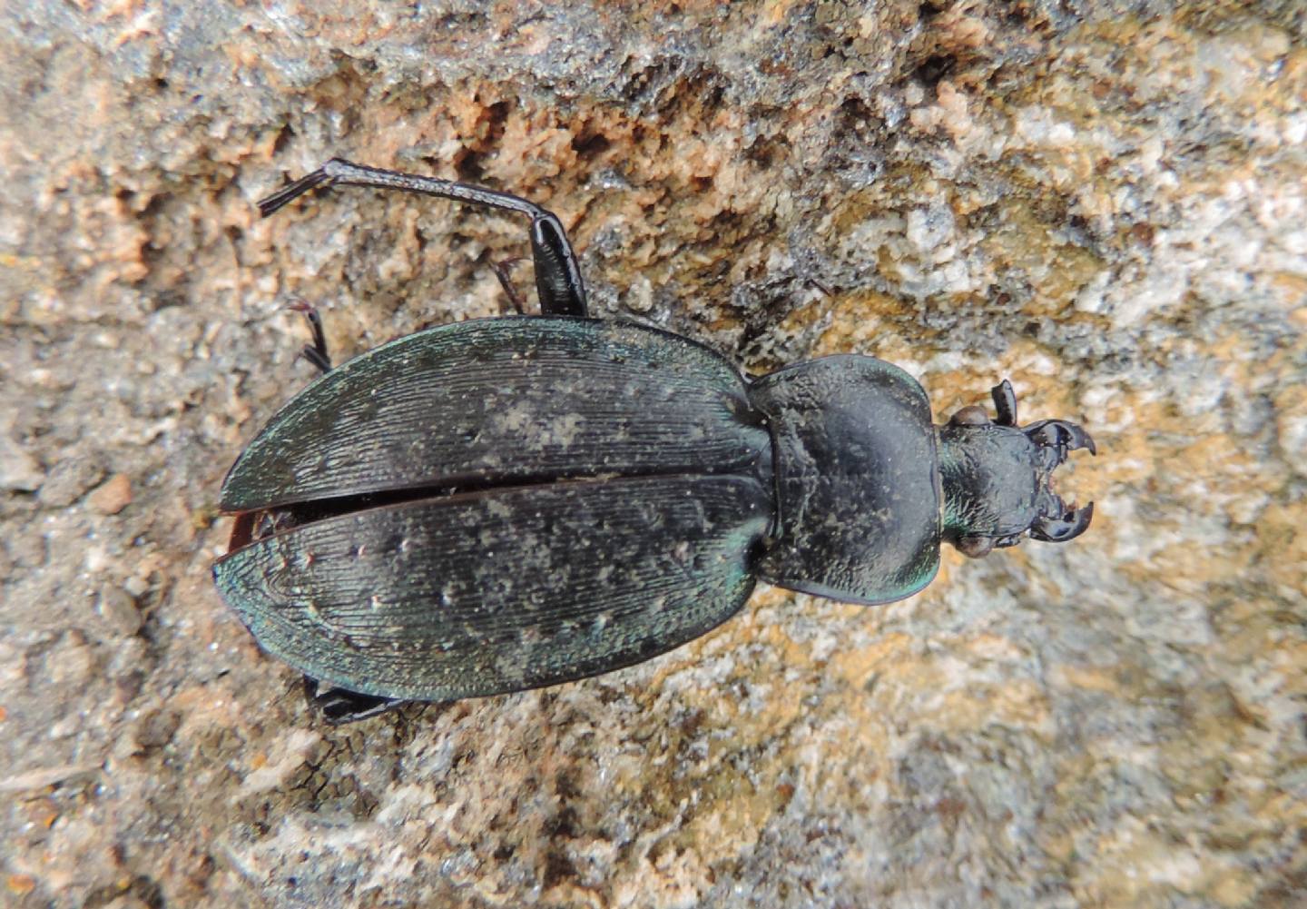 Carabidae: Carabus baudii fenestrellanus? ora  C. fairmairei fenestrellanus