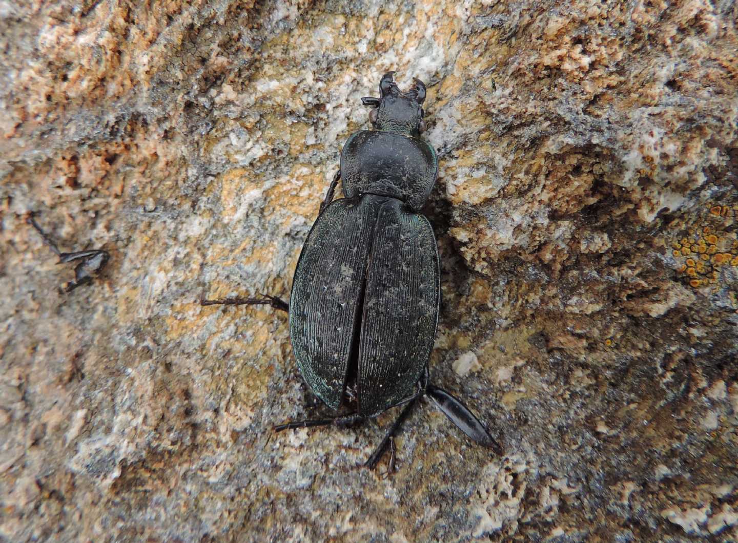 Carabidae: Carabus baudii fenestrellanus? ora  C. fairmairei fenestrellanus