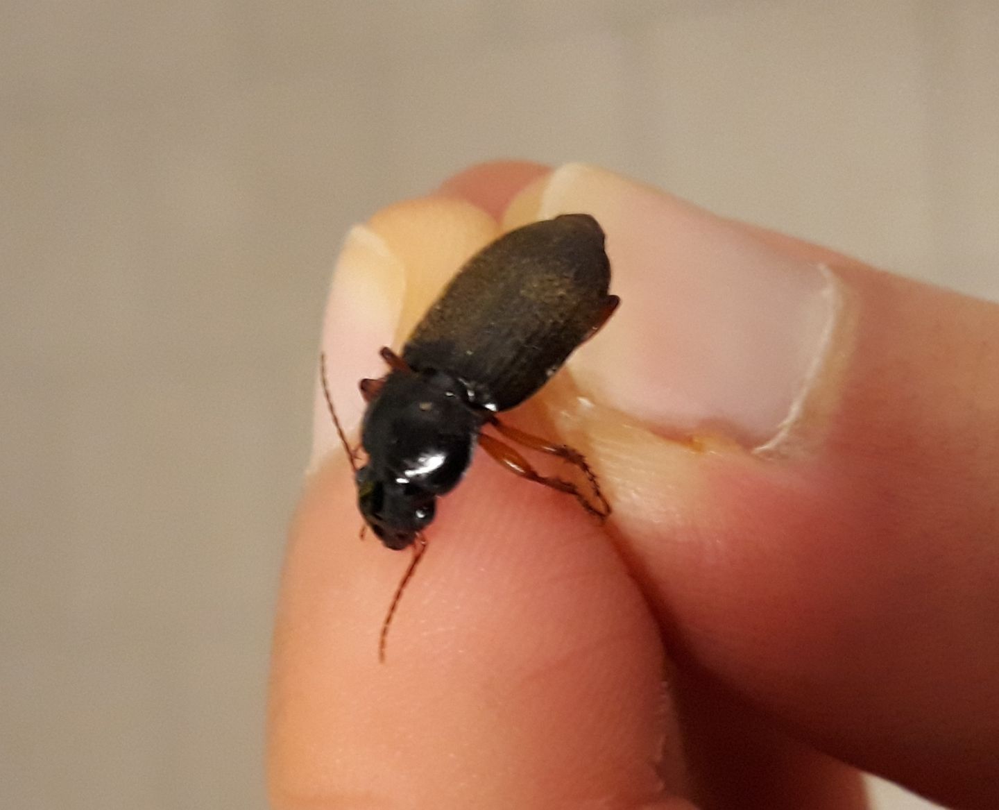Carabidae: Pseudoophonus rufipes? S