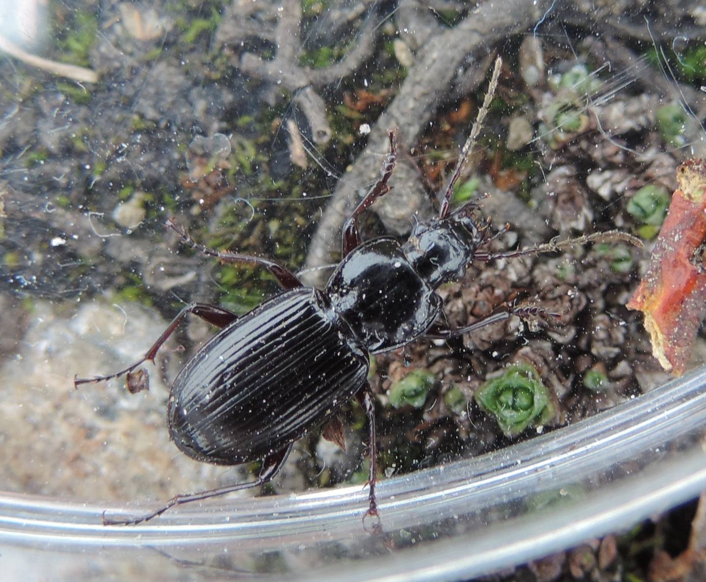 Pterostichus montano da identificare