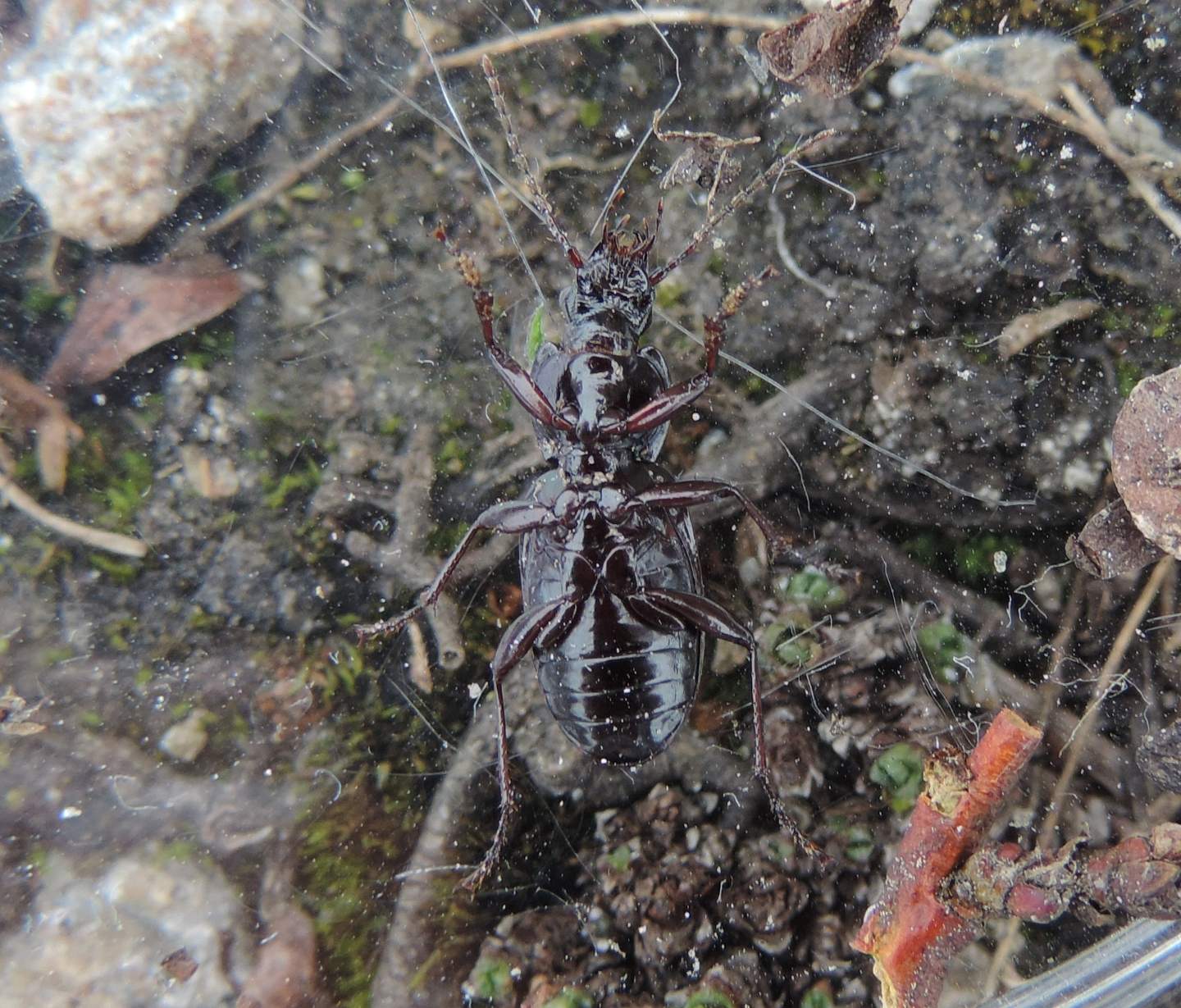 Pterostichus montano da identificare