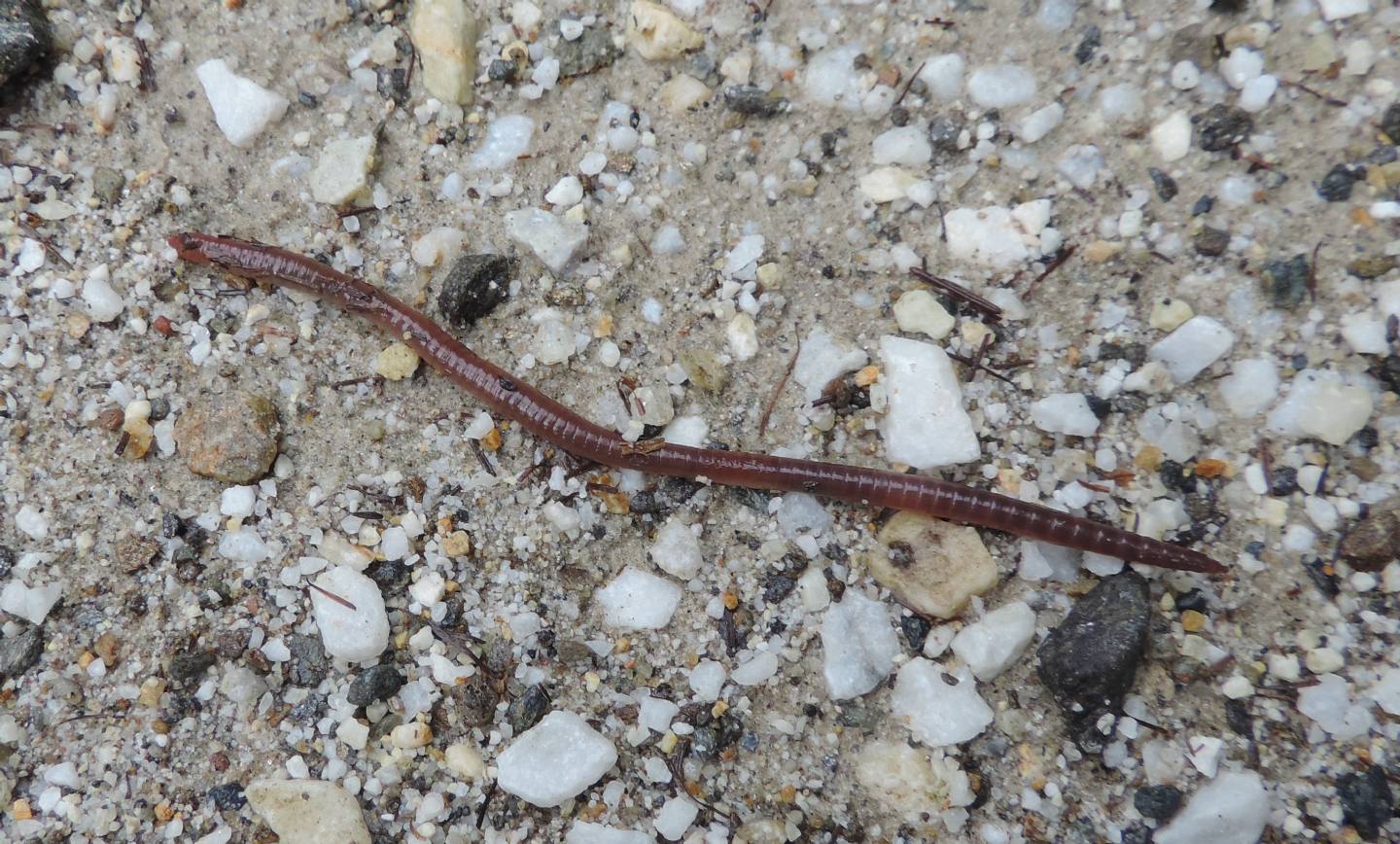 Lombrico di montagna