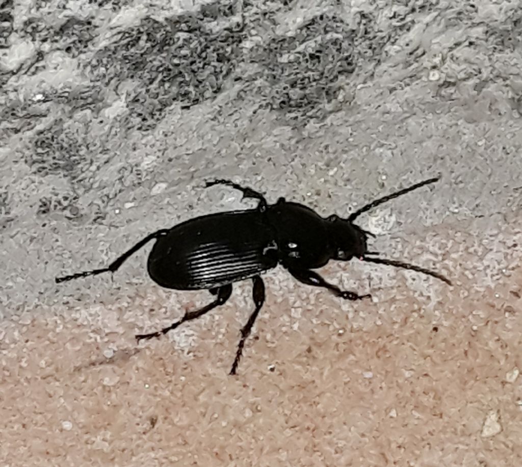 Carabidae: Pterostichus melas? Abax sp.