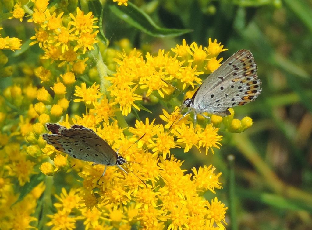 Plebejus da identificare