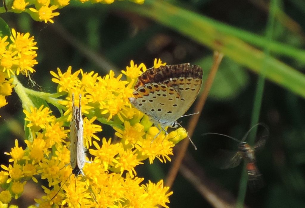 Plebejus da identificare