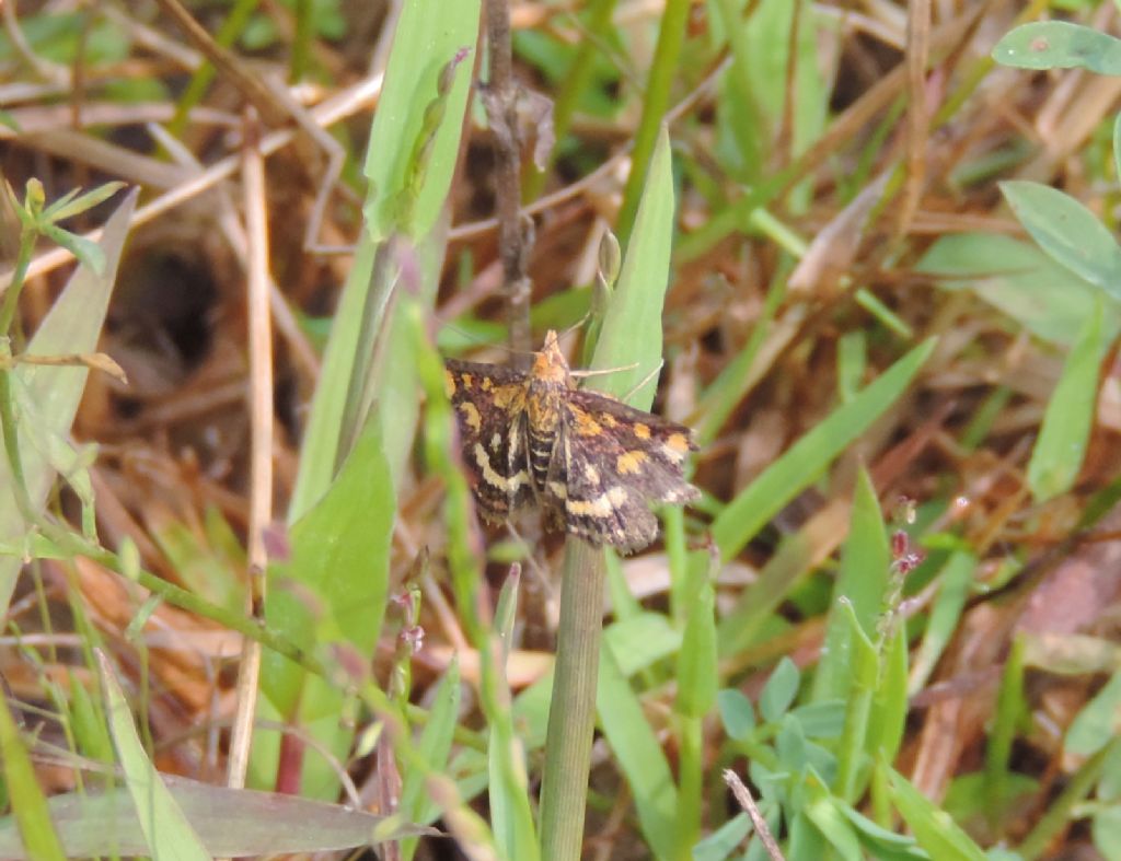 Pyrausta purpuralis?  S