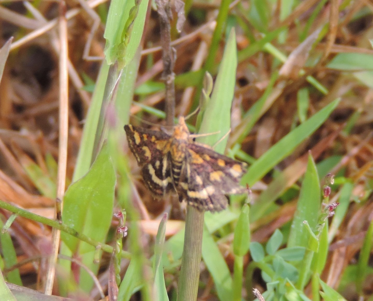 Pyrausta purpuralis?  S