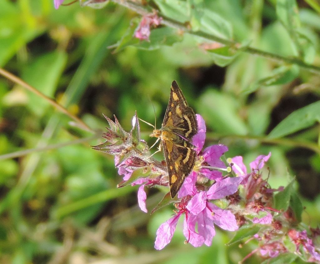 Pyrausta purpuralis?  S