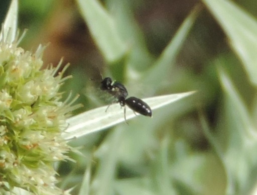 Hylaeus sp. (Apidae Colletinae) da confermare