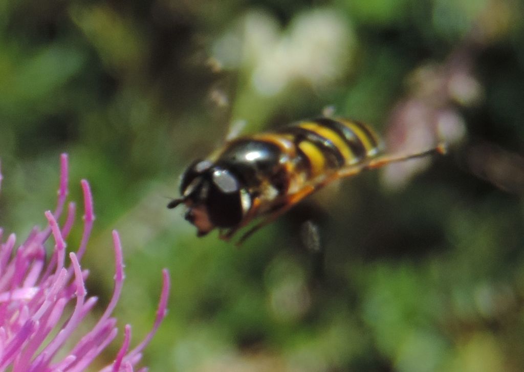 Syrphidae: Syrphus sp.?